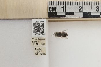 Media type: image;   Entomology 791026 Aspect: Labels